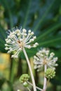 Close japanese aralia flowers