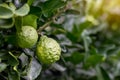 Close the kaffir lime with its leaves.