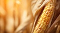 close landscape corn background Royalty Free Stock Photo