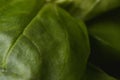 Close leaf of baby spinach