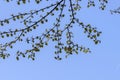 Close Leaves Cercidiphyllum Japonicum Tree At Amsterdam The Netherlands 21-3-2022