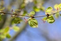 Close Leaves Cercidiphyllum Japonicum Tree At Amsterdam The Netherlands 21-3-2022