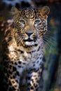 Close leopard portrait