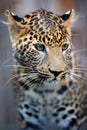 Close leopard portrait