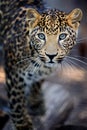 Close leopard portrait