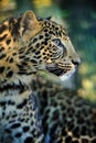 Close leopard portrait