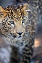 Close leopard portrait