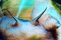 Close of a Lewis Moon Snail