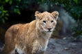 Close Lion cub in savannah of National park of Kenya, Africa