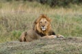 Close lion in National park of Kenya