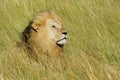 Close lion in National park of Kenya