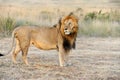 Close lion in National park of Kenya