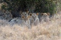 Close lion in National park of Kenya