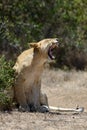 Close lion in National park of Kenya