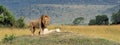 Close lion in National park of Kenya