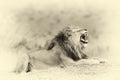 Close lion in National park of Kenya. Vintage effect