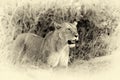 Close lion in National park of Kenya. Vintage effect
