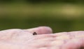 Close. Little frog on the palm. A male hand holds a newborn frog.