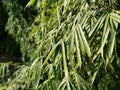 A close look of bamboo tree outline