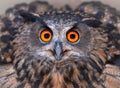 A close look of the beak and orange eyes of a owl. Funny look of a Angry Owl Royalty Free Stock Photo