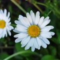 Close look of a beautifull Daisy