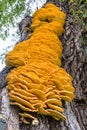 Close look on bracket fungus Laetiporus sulphureus on a tree Royalty Free Stock Photo