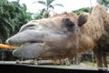 A close look of a camel chewing carrot in Taman Safari, Bogor, Indonesia