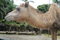 A close look of a camel chewing grasses Royalty Free Stock Photo