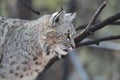 Profile of a Lynx Royalty Free Stock Photo