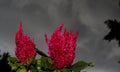 Close look at a Celosia in bloom in June on a stormy day
