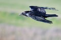 Close Look at Common Raven Flying Through the Sky