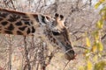 Giraffe at Ruaha national park ,Tanzania east Africa. Royalty Free Stock Photo