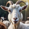 A close look from a goat