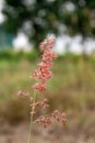 A close look at the grass plants melinis repens red
