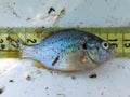 close look in an invasive fish species pumpkinseed Royalty Free Stock Photo