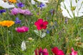 close look at multi colorful flowers in meadow at sunshine summer day Royalty Free Stock Photo