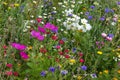 close look at multi colorful flowers in meadow at sunshine summer day Royalty Free Stock Photo