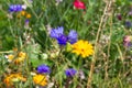 close look at multi colorful flowers in meadow at sunshine summer day Royalty Free Stock Photo