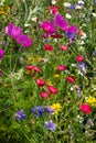 close look at multi colorful flowers in meadow at sunshine summer day Royalty Free Stock Photo