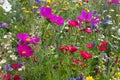 close look at multi colorful flowers in meadow at sunshine summer day Royalty Free Stock Photo