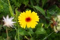 close look at multi colorful flowers in meadow at sunshine summer day Royalty Free Stock Photo