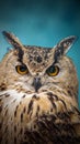 A close look of the orange eyes of a horned owl on a blurred background Royalty Free Stock Photo