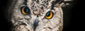 A close look at the orange eyes of a horned owl on a dark background. Royalty Free Stock Photo