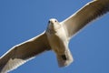 Close Look at a Ring-Billed Gull in Flight Royalty Free Stock Photo