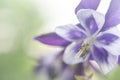 Close look at the spring flower during the blooming season Royalty Free Stock Photo