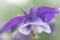 Close look at the spring flower during the blooming season Royalty Free Stock Photo