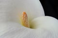 A close look to a calla !