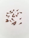 Close look up of maple tree seeds for bonsai