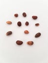 Close look-up of pine tree seeds for a bonsai project Royalty Free Stock Photo