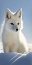 Close look of white baby fox in superimposed snow, bright day